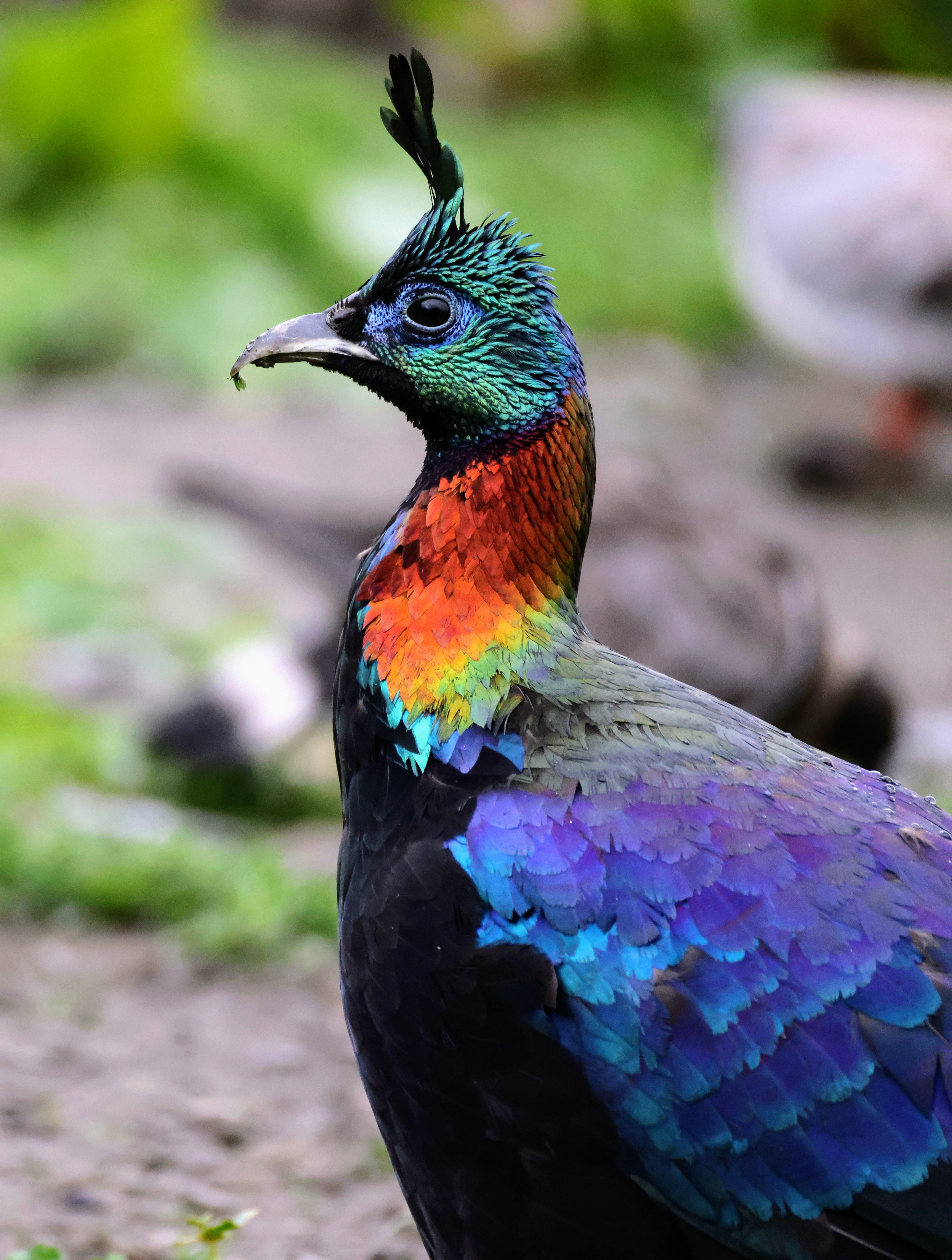 神奇动物在西藏丨西藏洛扎:棕尾虹雉和喜马拉雅斑羚