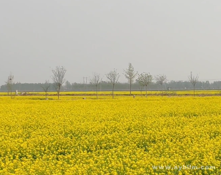 河北安平万亩油菜花图片