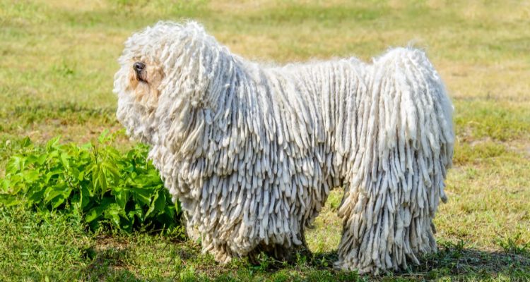 可蒙犬為什麼禁養