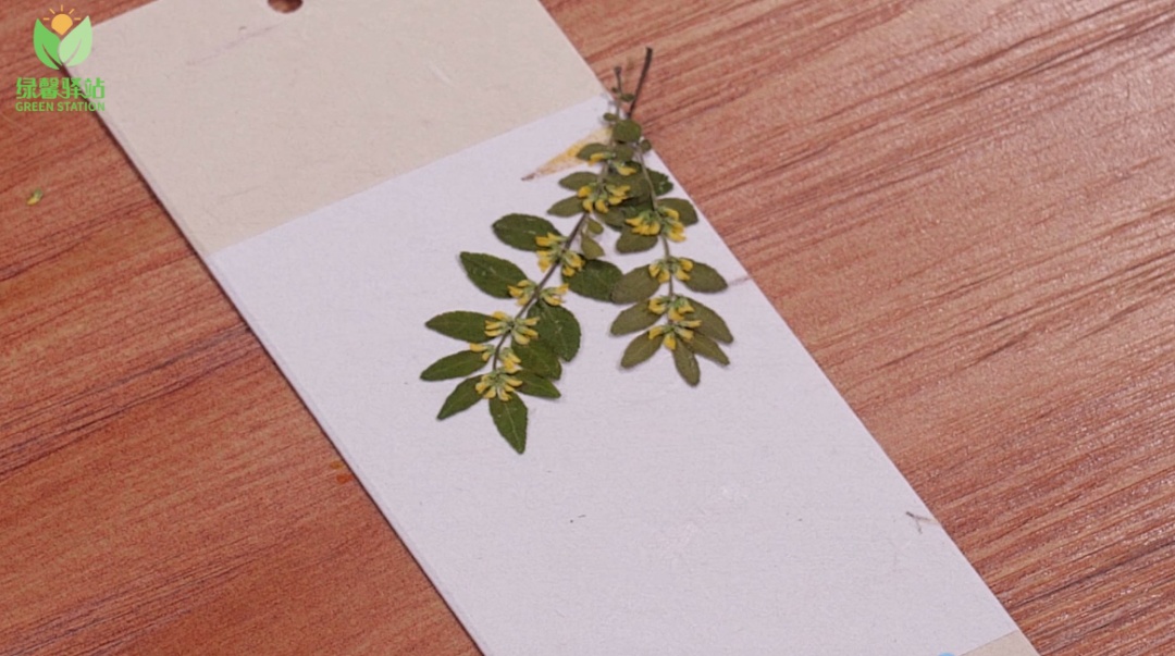 做一枚"桂花"书签,锁住秋日专属味道