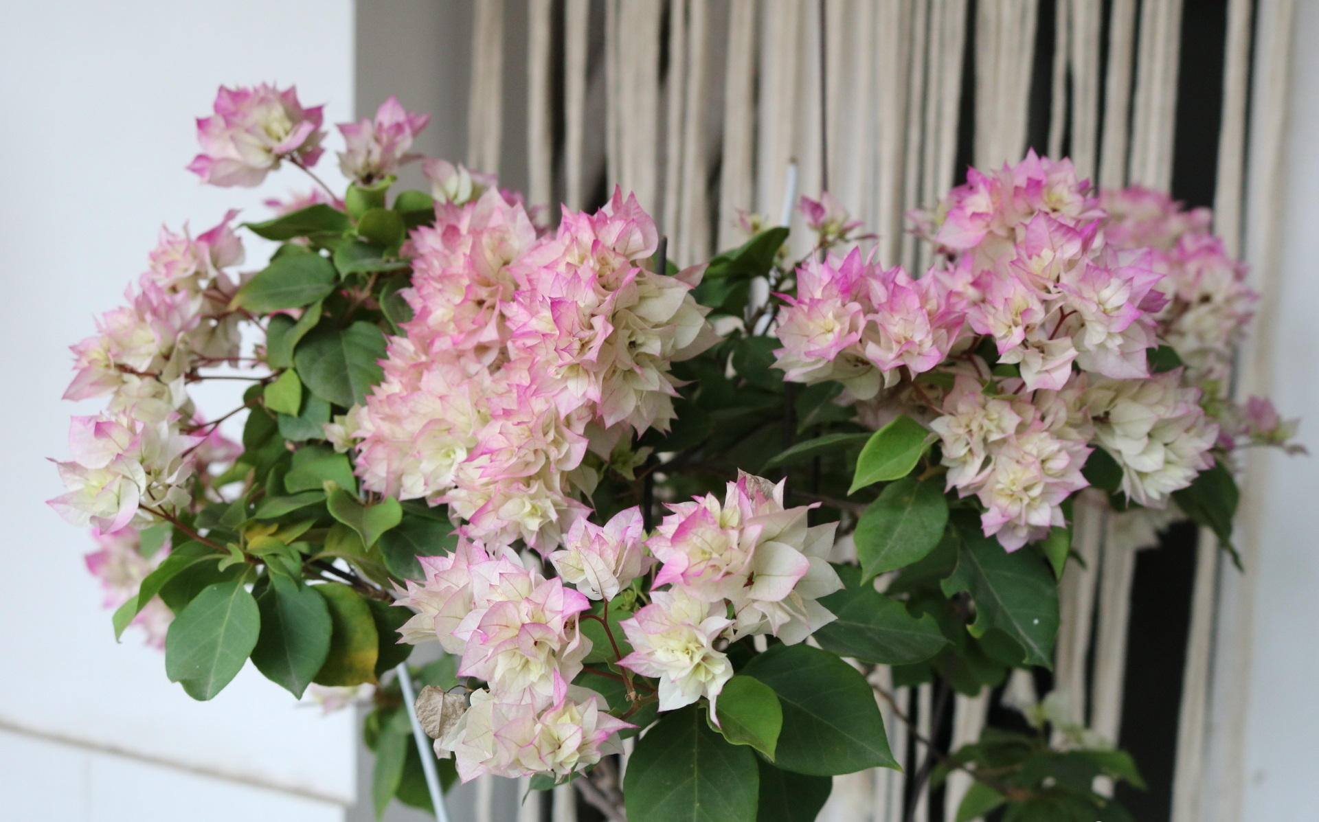 和多数月季花一样,西施怡锦也是一个花色会变化的品种,花朵初开时是翠
