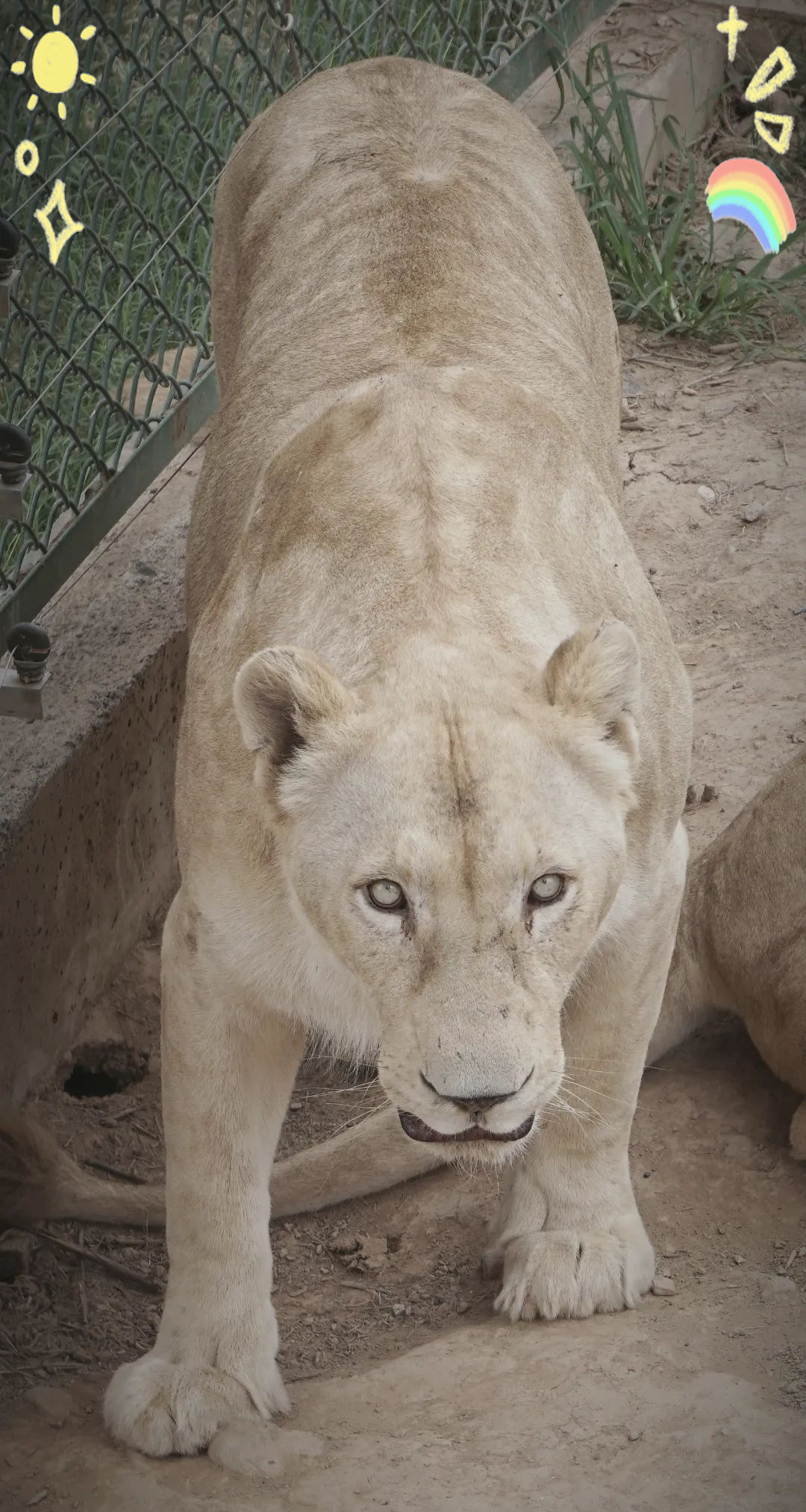 据介绍,我国出现的白狮,部分是由白狮与普通狮子杂交所产,它们的体毛