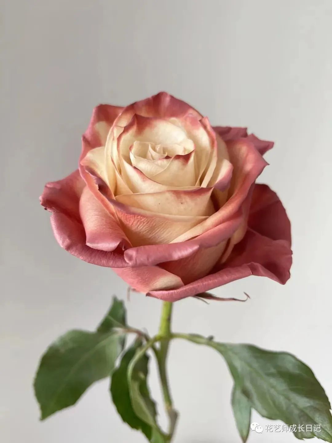 100朵玫瑰vol.74|厄瓜多尔玫瑰dusty rose,属于吸血鬼骑士的玫瑰!