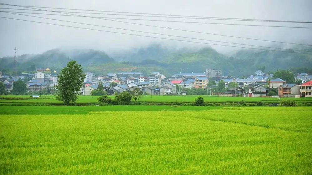 答卷2023盤點⑥新景繪在田野上懷化全面推進鄉村振興紀實