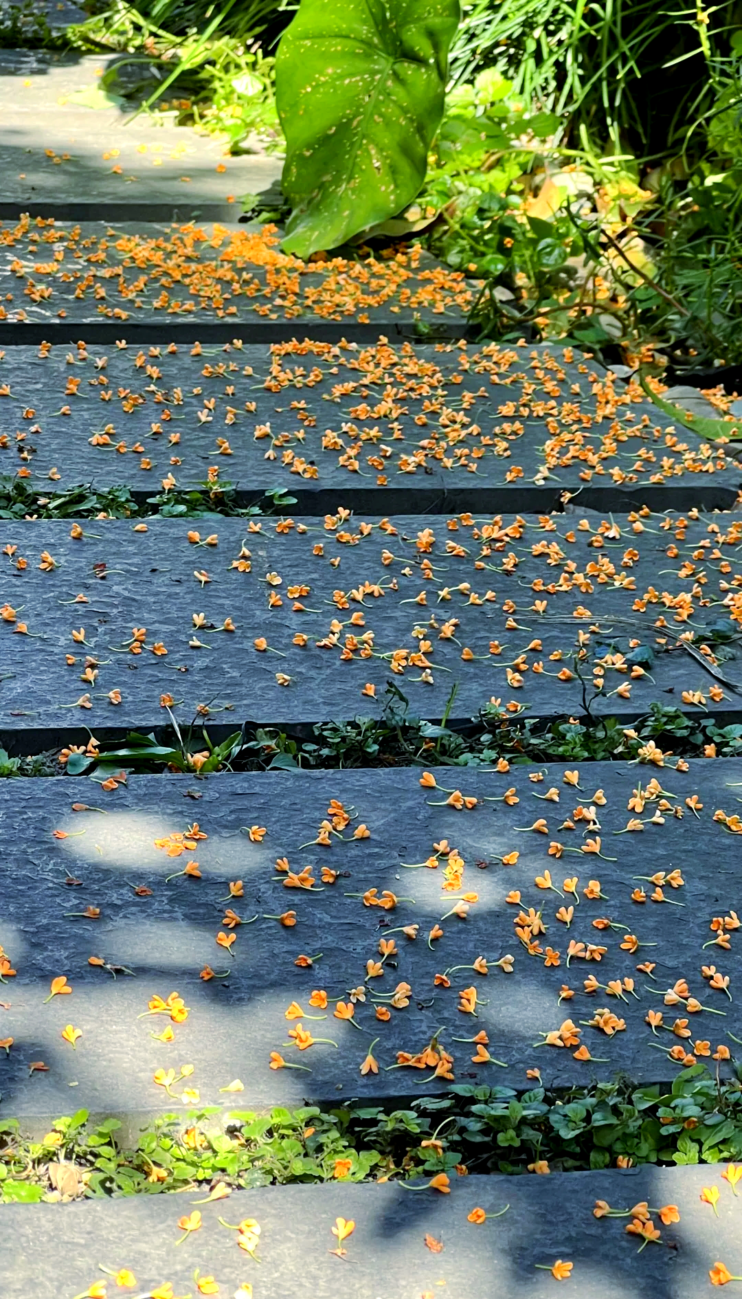 人间遐想:桂花的故事与象征意义