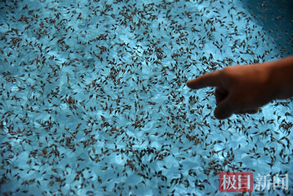 人工繁育技术成熟,确保物种不灭绝!