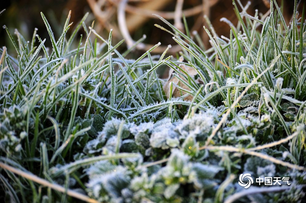河南汝州气温跌破冰点 植物挂霜晶莹剔透
