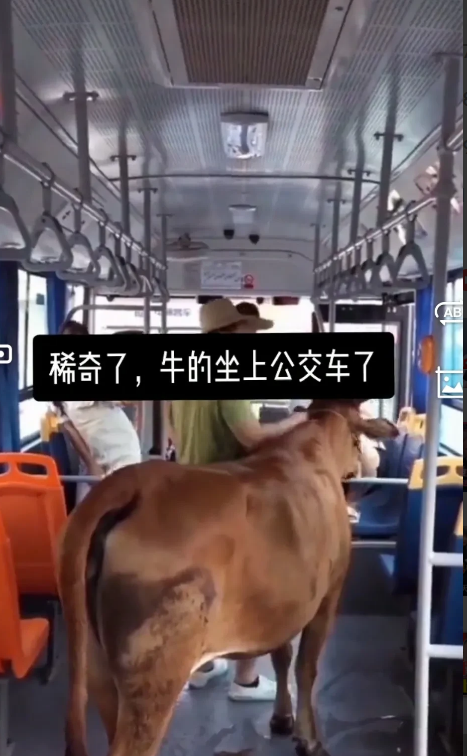 女孩把牛坐公交车的视频发网上,引发网友热议:它超重了!