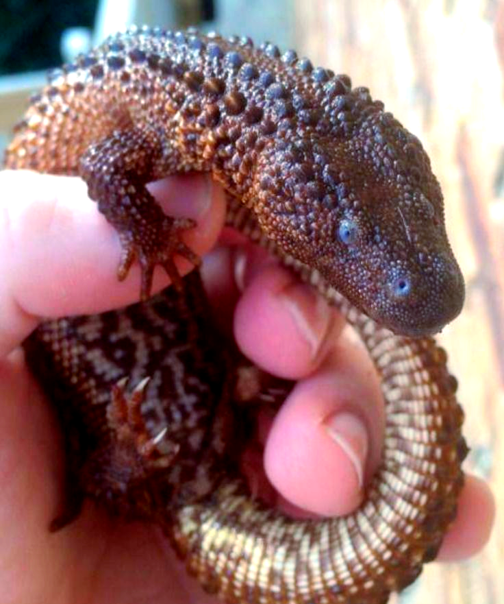 婆罗蜥:一种酷似龙的独特蜥蜴,面临生存威胁