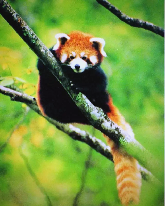 峨眉山野生动物大揭秘:除了灵猴,还有许多萌物等你来发现!