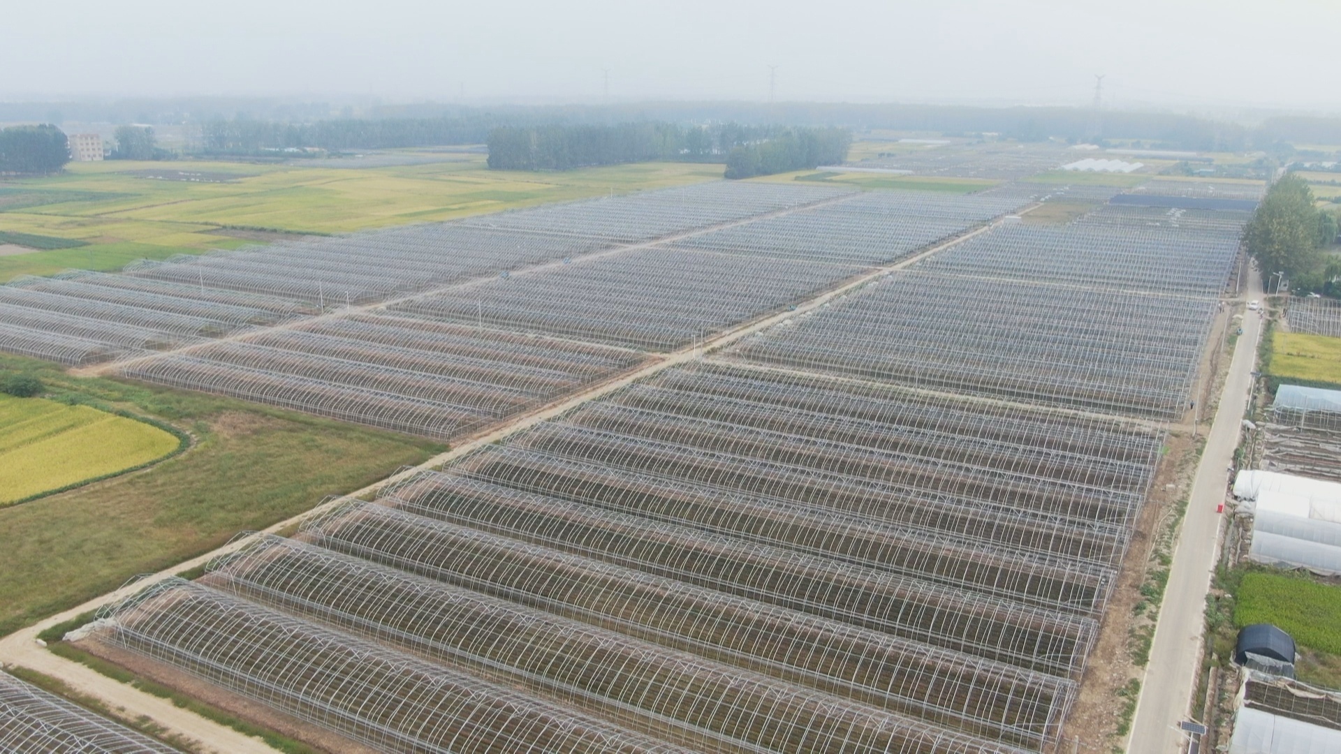 安徽长丰:念草莓种植"经" 壮集体经济"骨"