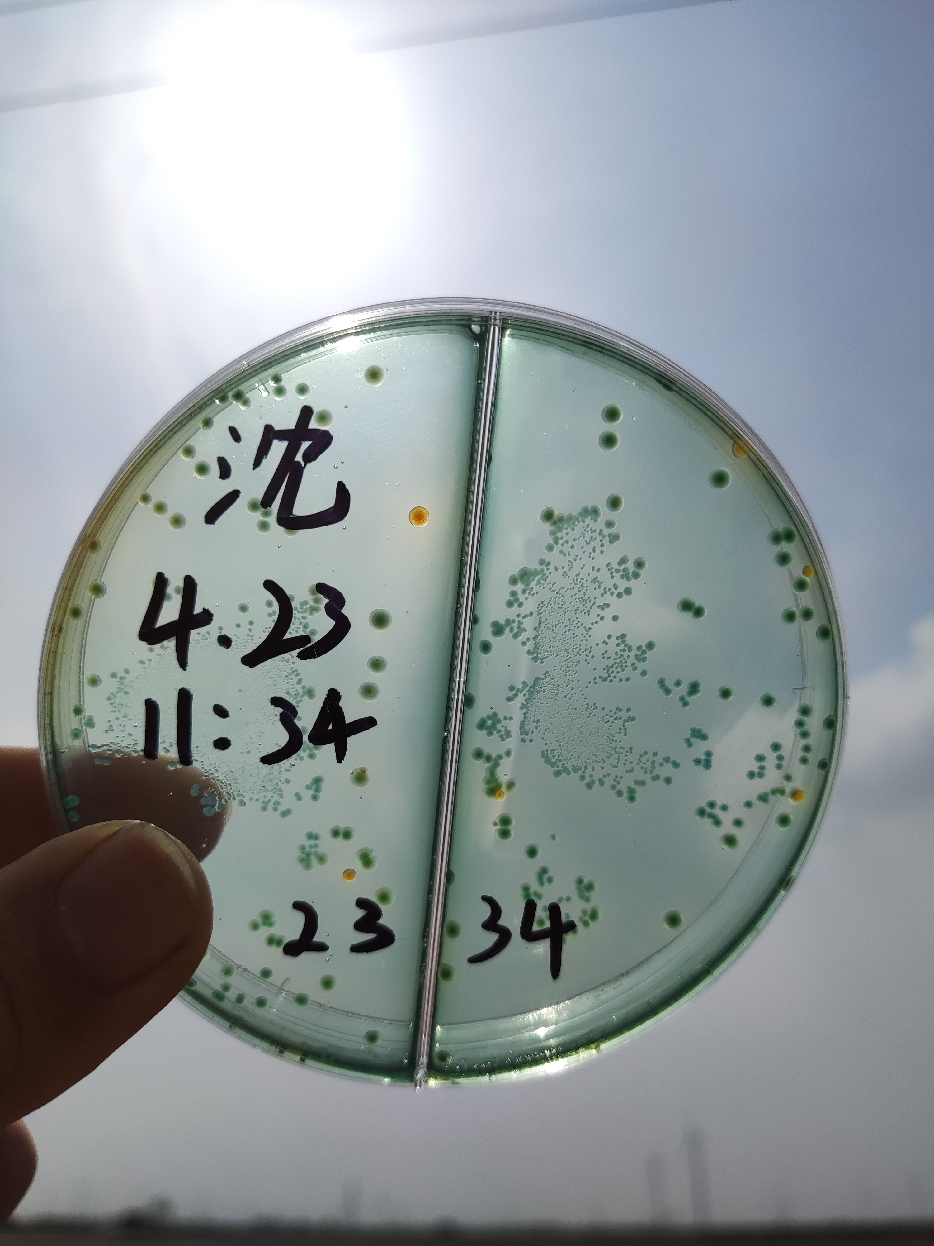 南美白对虾绿弧菌的处理案例