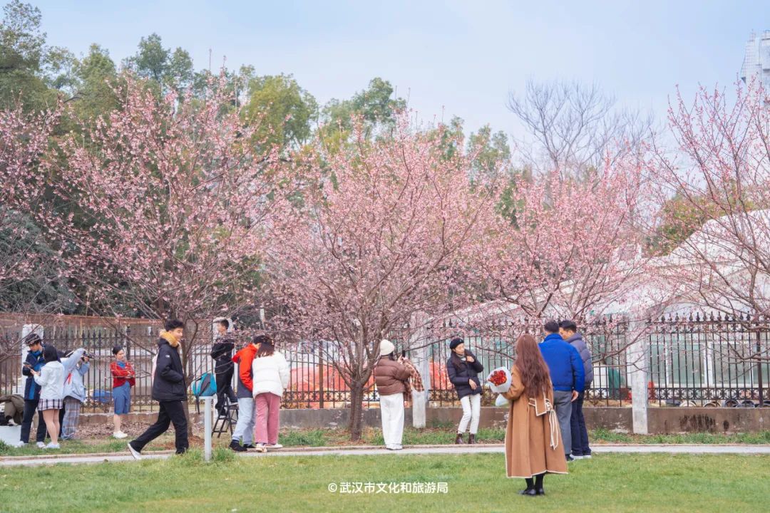 樱花实况武大早樱盛放东湖樱花园开园