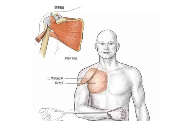 肩部后束肌肉图片