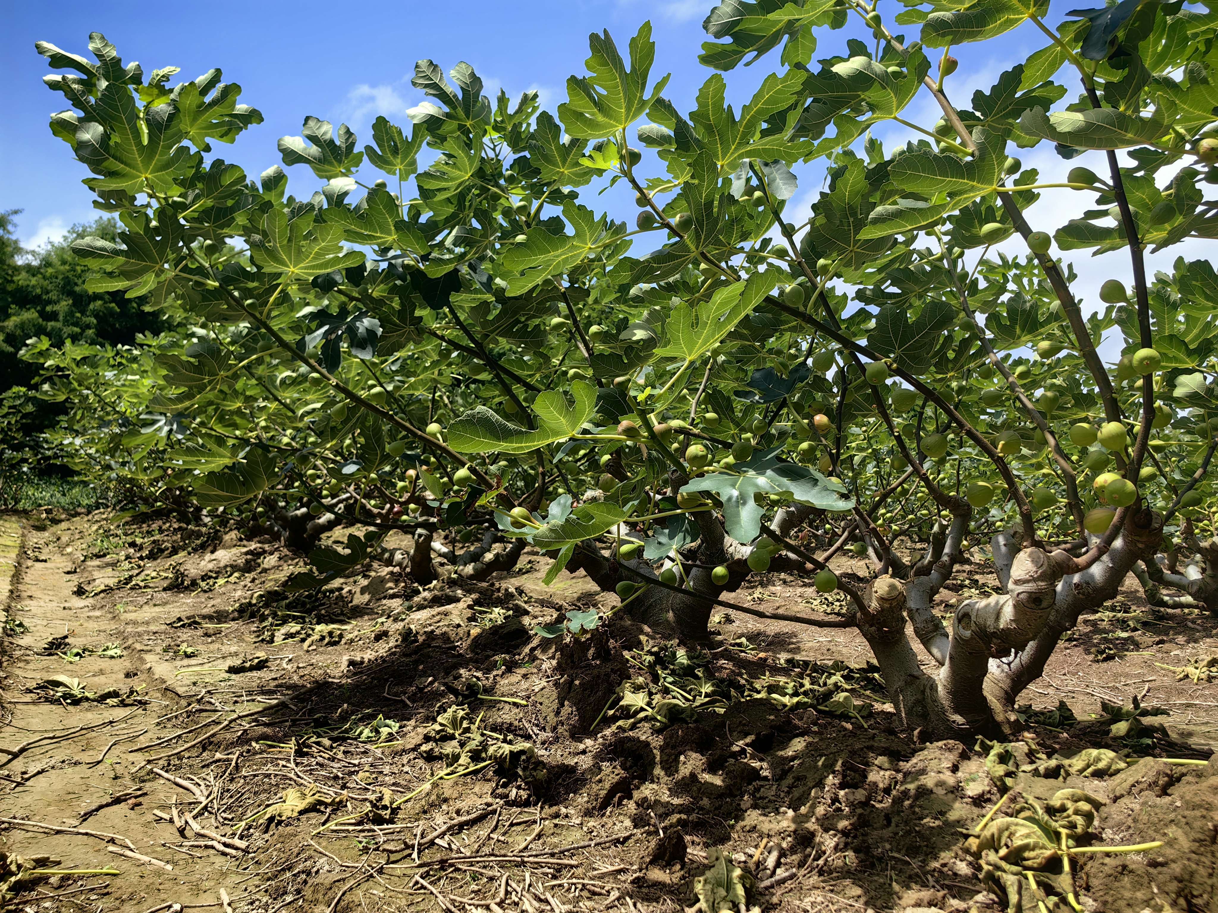 香甜软糯,崇明这里的无花果熟啦!