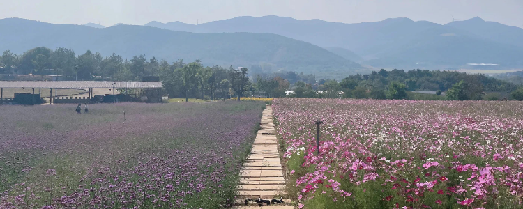 襄阳鹿岛公园在什么地方?