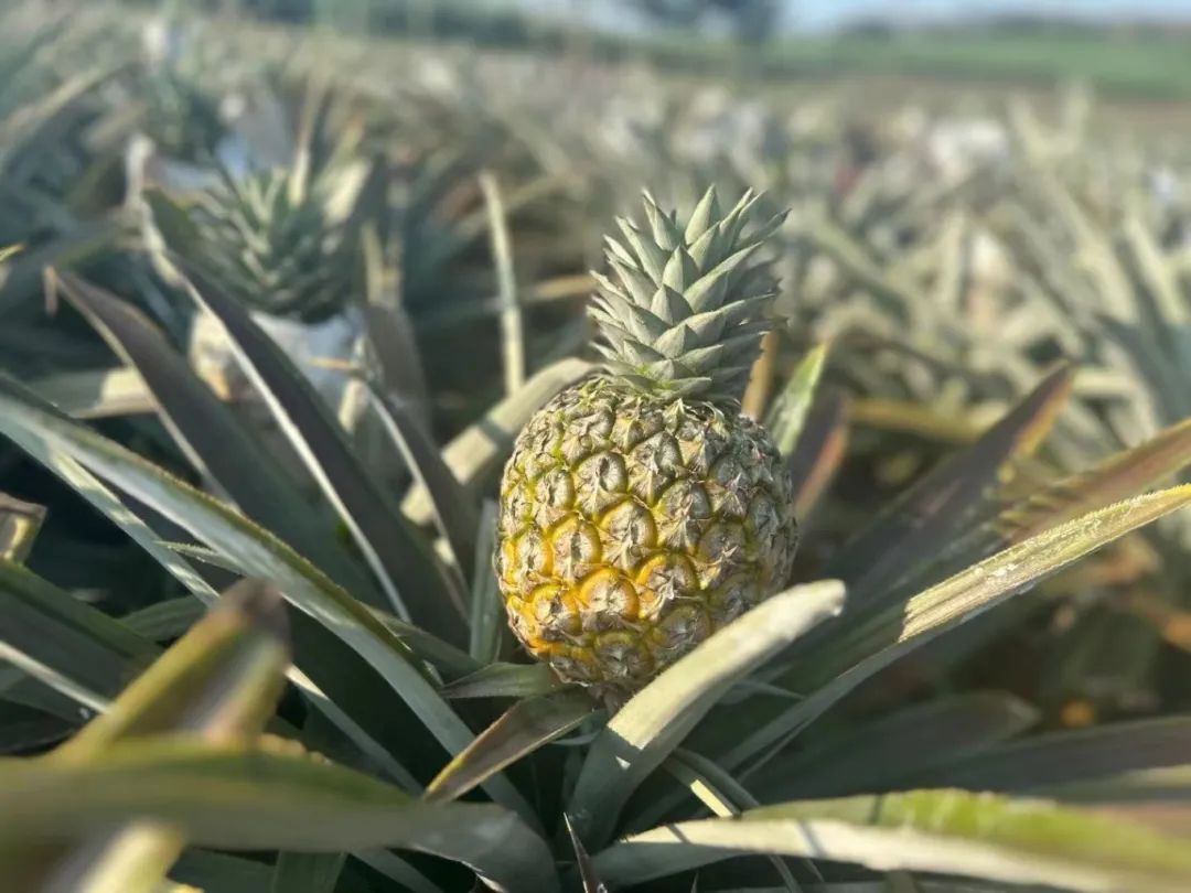 头茬精品果酸甜多汁海南金钻凤梨鲜美实惠