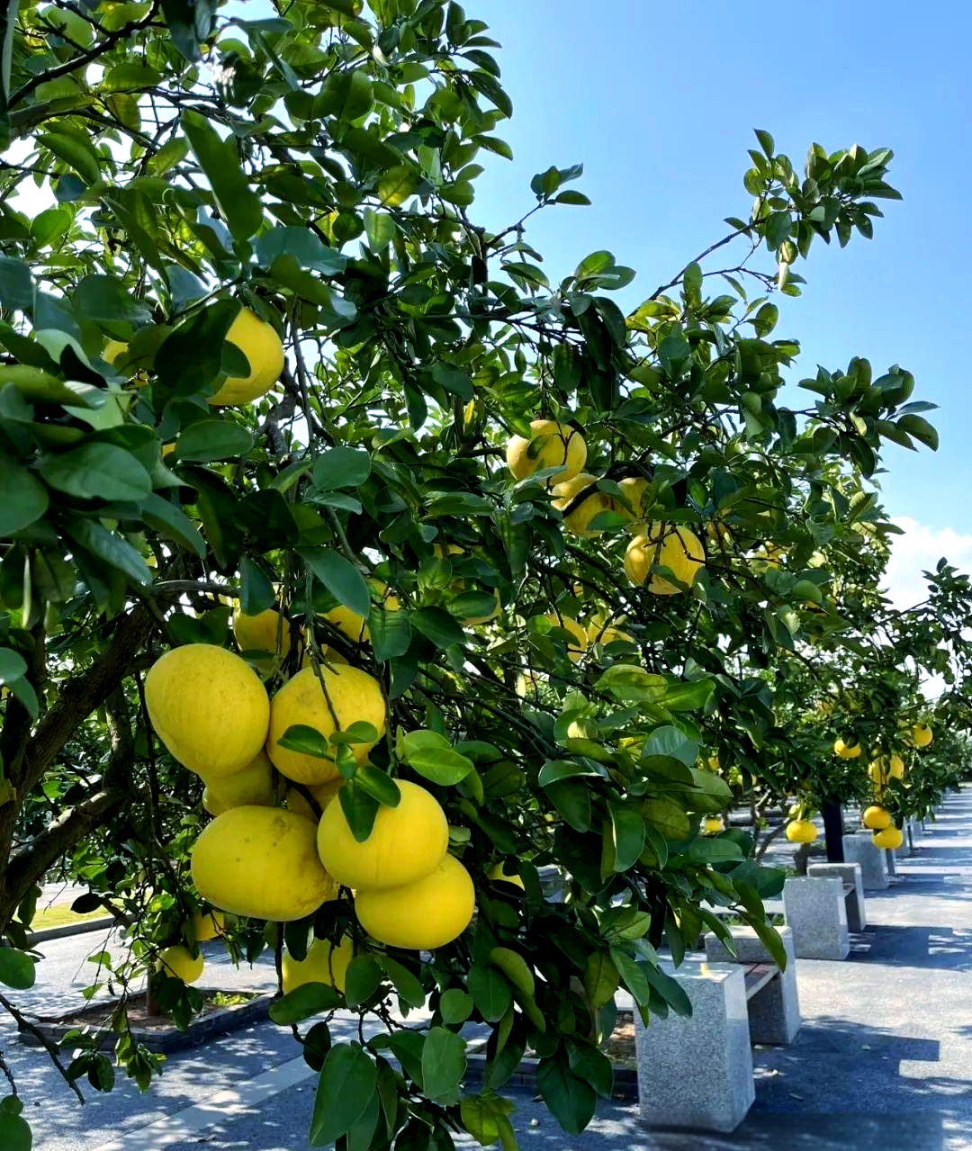 秋冬水果之王,十大柚子你最爱哪款