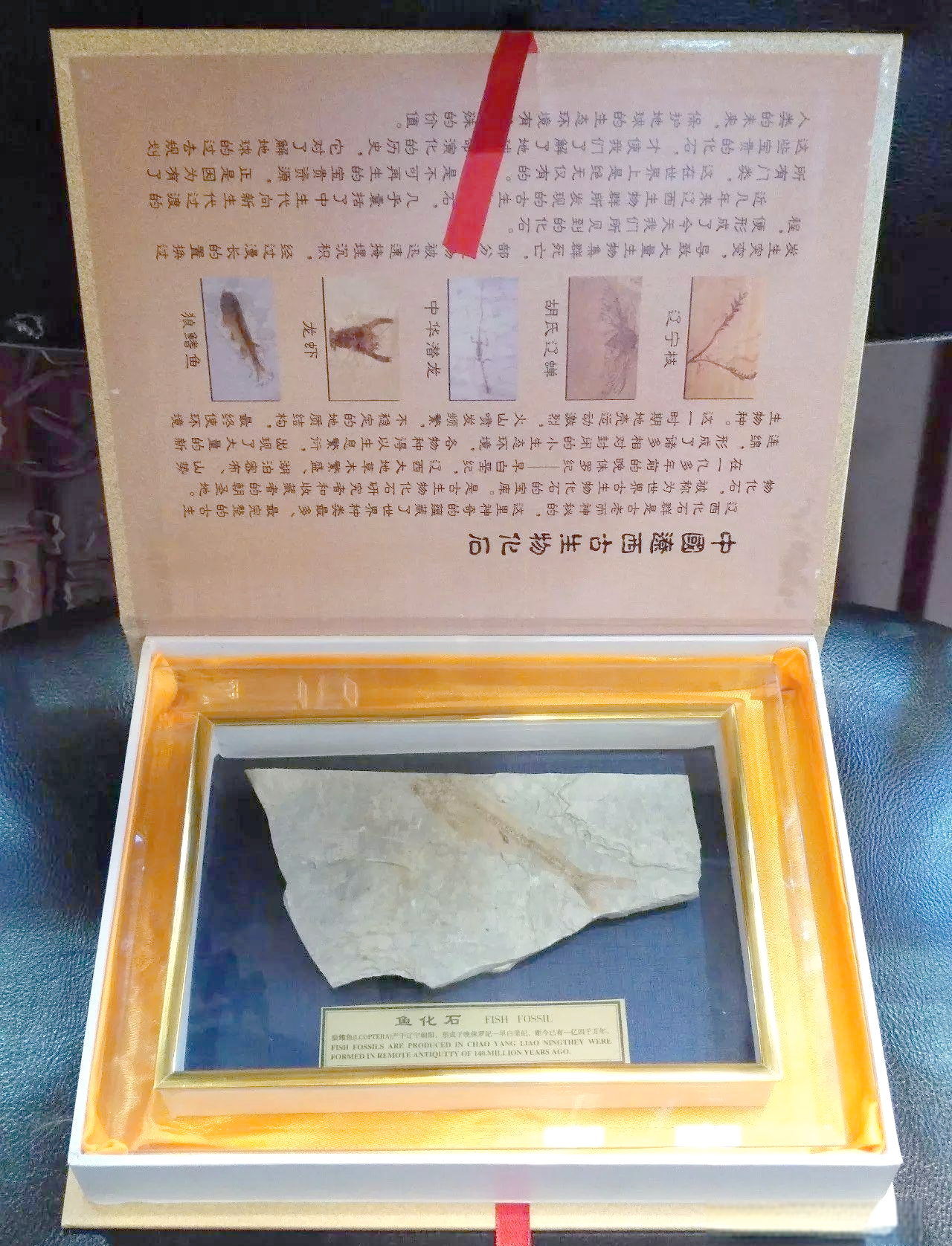 上海拍卖狼鳍鱼化石,揭示地球远古生命奥秘