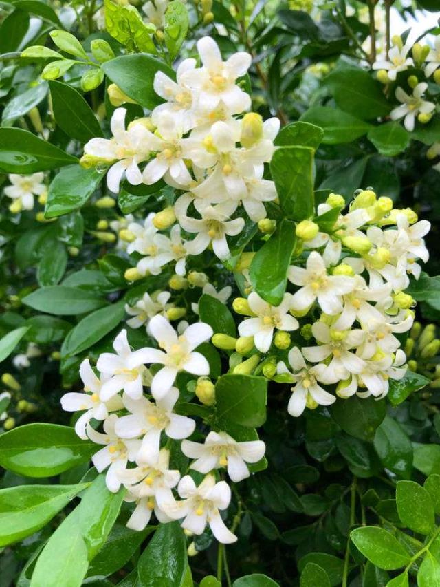 我国最香花,香味堪比"法国香水",家里种一棵,满室飘香