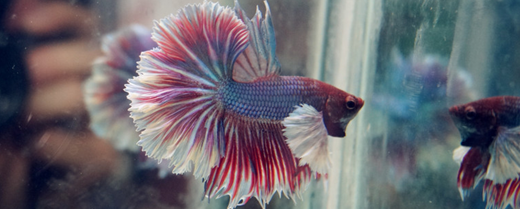 天气热了斗鱼怎么样_(天气热了斗鱼怎么样换水)