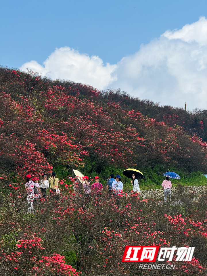 永州阳明山杜鹃花图片