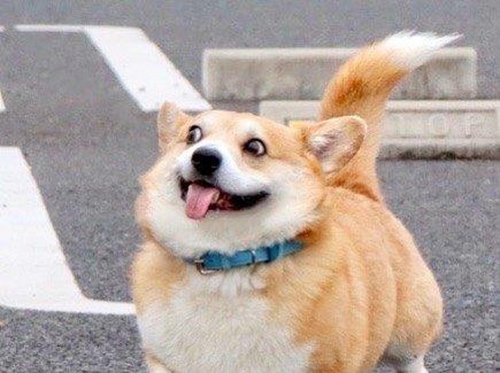 一只面部表情超级丰富的小柯基!蠢死啦!