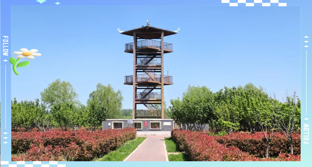 濮阳金堤河湿地公园:五一假期的打卡必选地