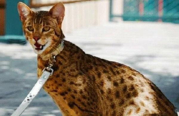 世界上价格最贵的猫,阿什拉猫最贵一只17万