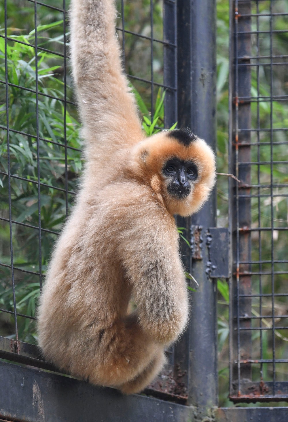 海口引入雌性北白颊长臂猿 开展合作繁育
