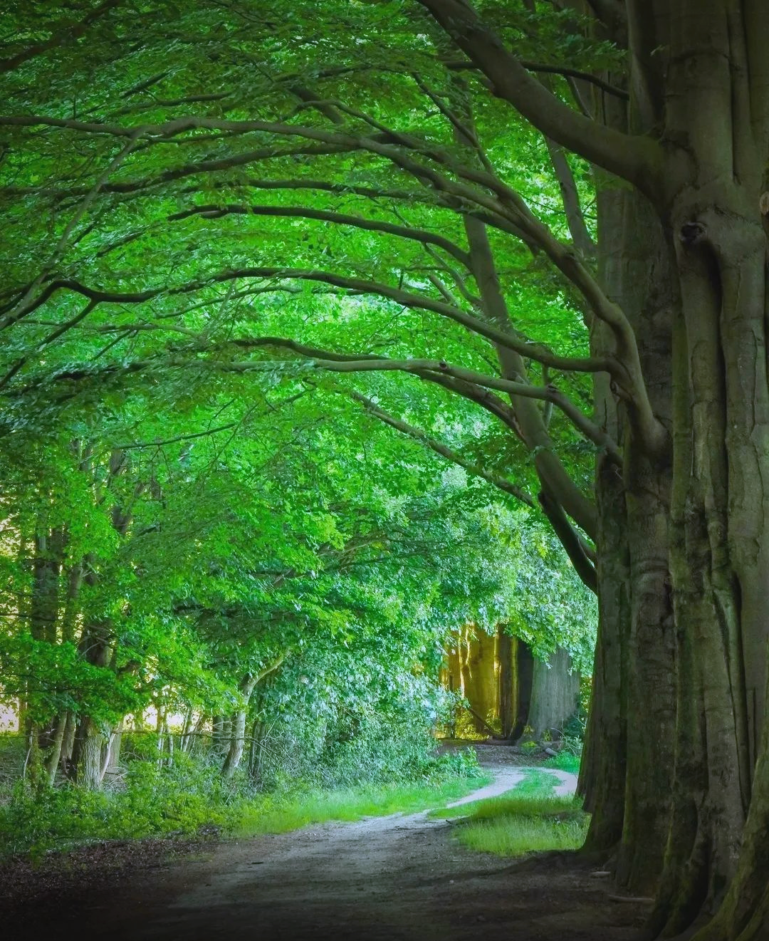 欣赏绿色森林的静谧与清新