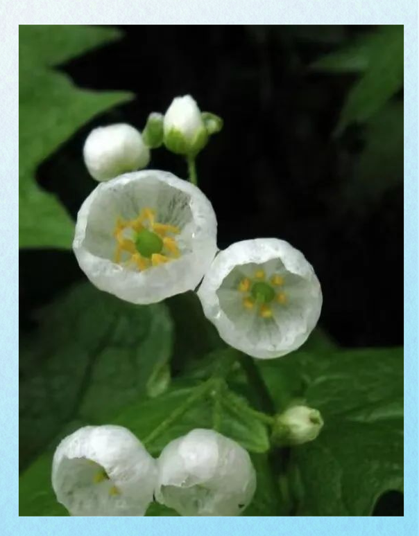 日本山荷叶:遇水"隐形"的神奇花,展现独特的物理现象