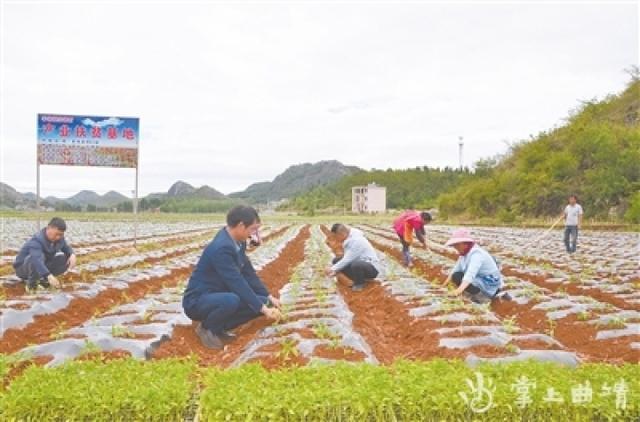 宣威市宗德村:把希望种在辣椒地里