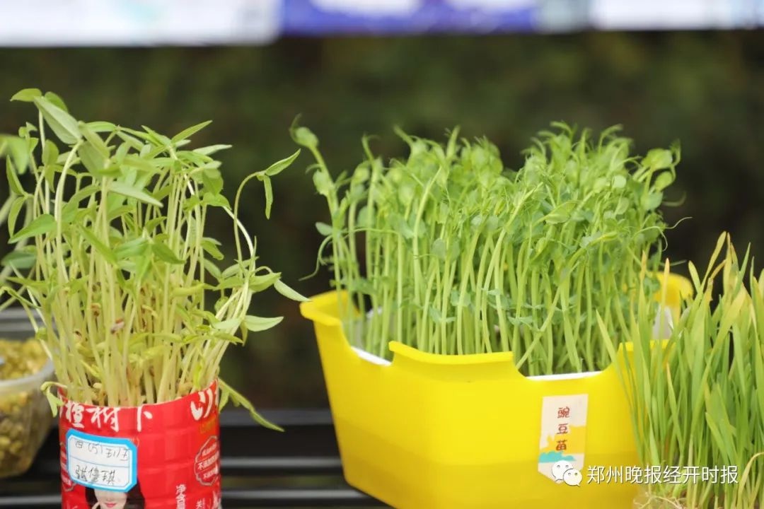 小檯燈,綠豆苗,讀書繪本,新聞小報……鄭州經開區實驗小學寒假作業