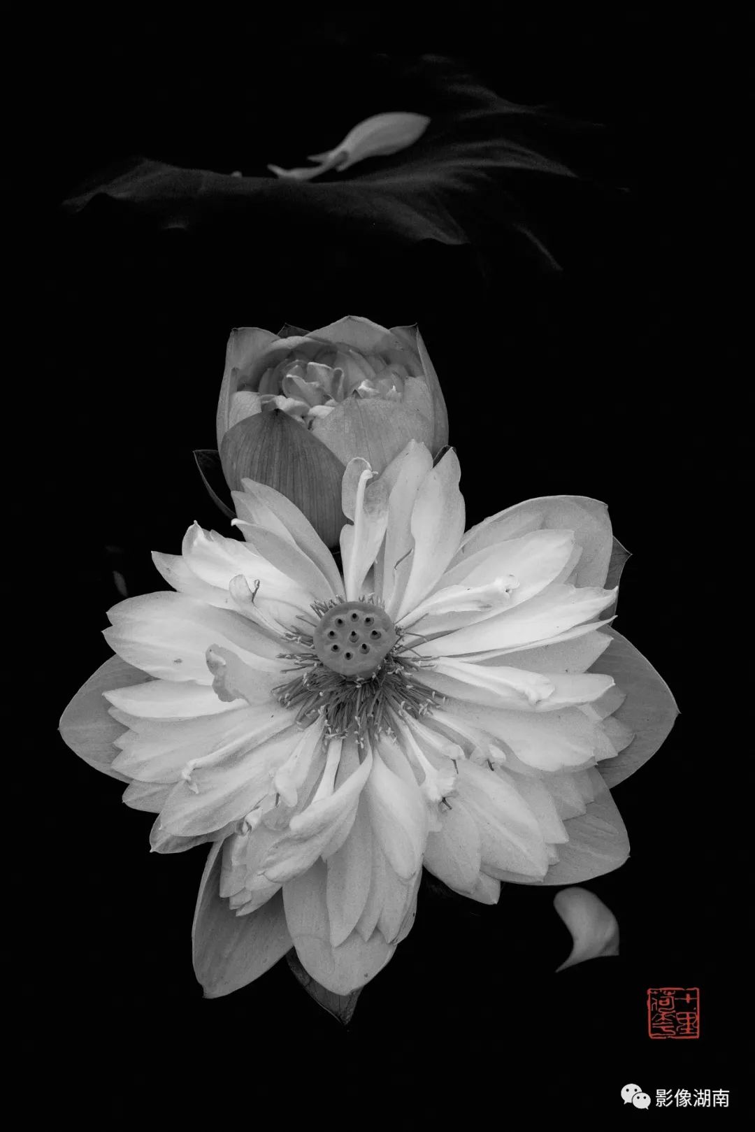 一组高对比黑白荷花图片:微妙的光影,优美的线条,充满质感