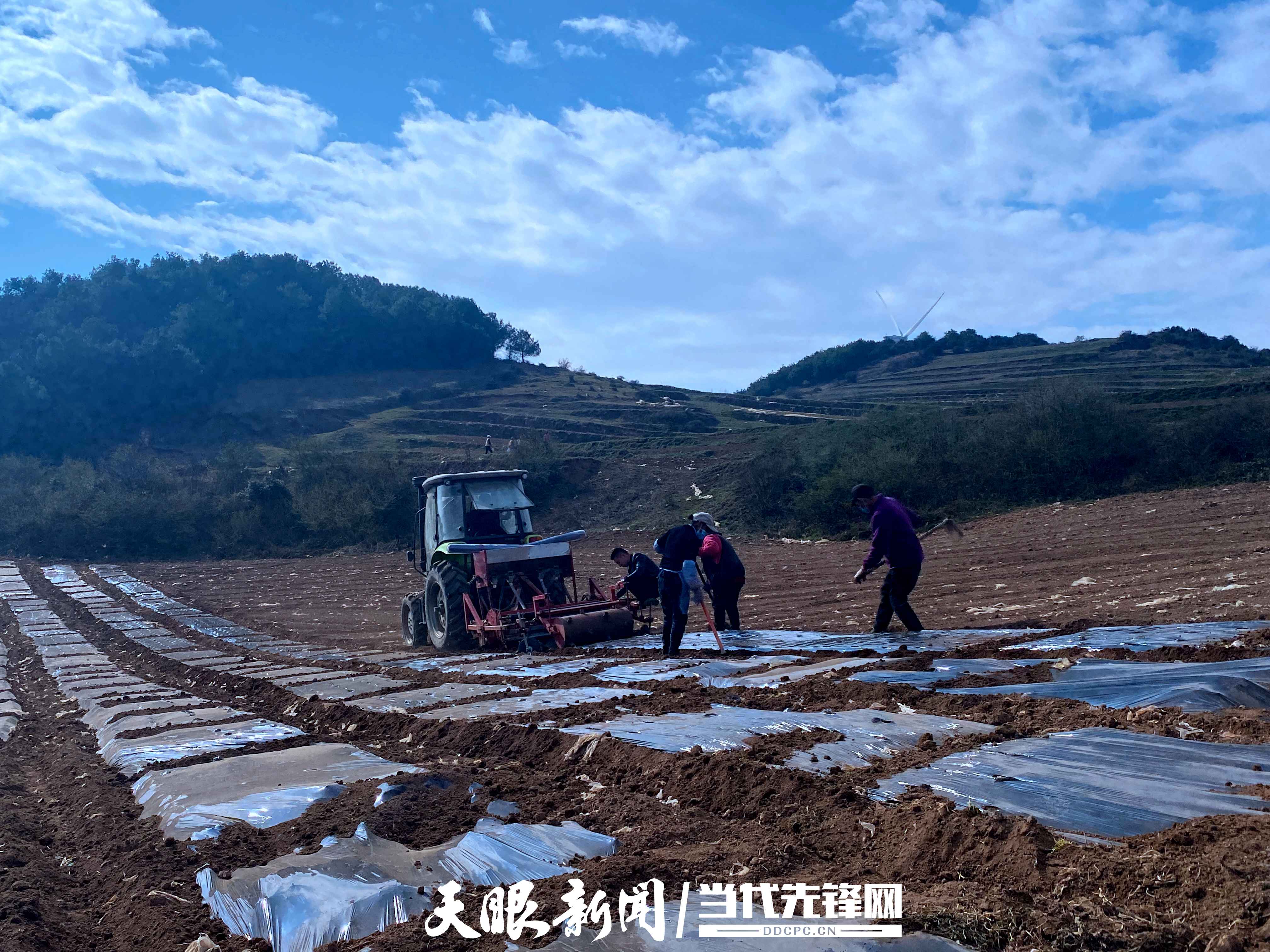 威宁雪山镇栽树村:党支部领路 蔬菜种植助农富