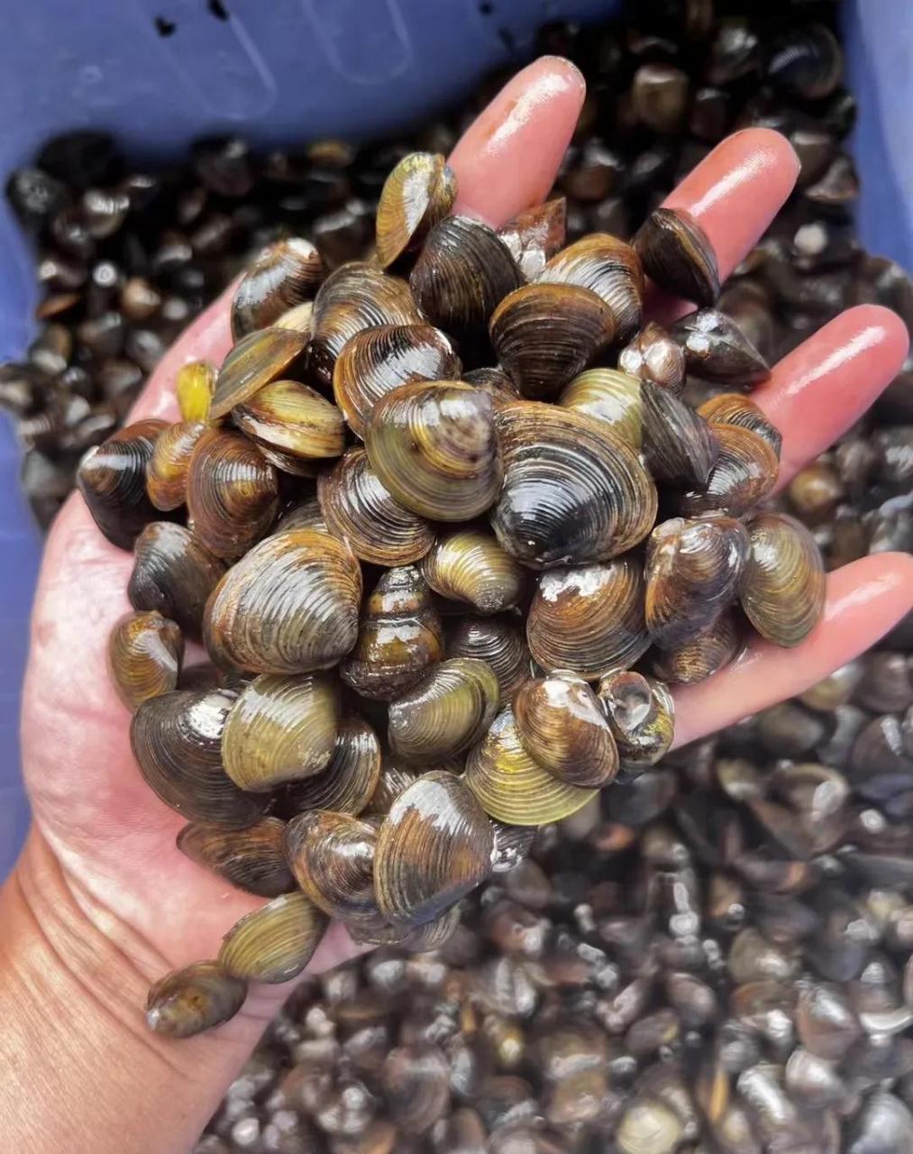 溪水螺  本文并不代表小编赞同其观点和对其真实性负责.