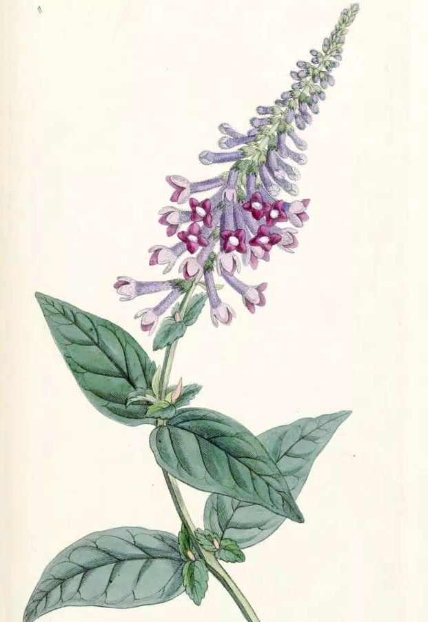 醉鱼草的绚烂绽放与园林魅力