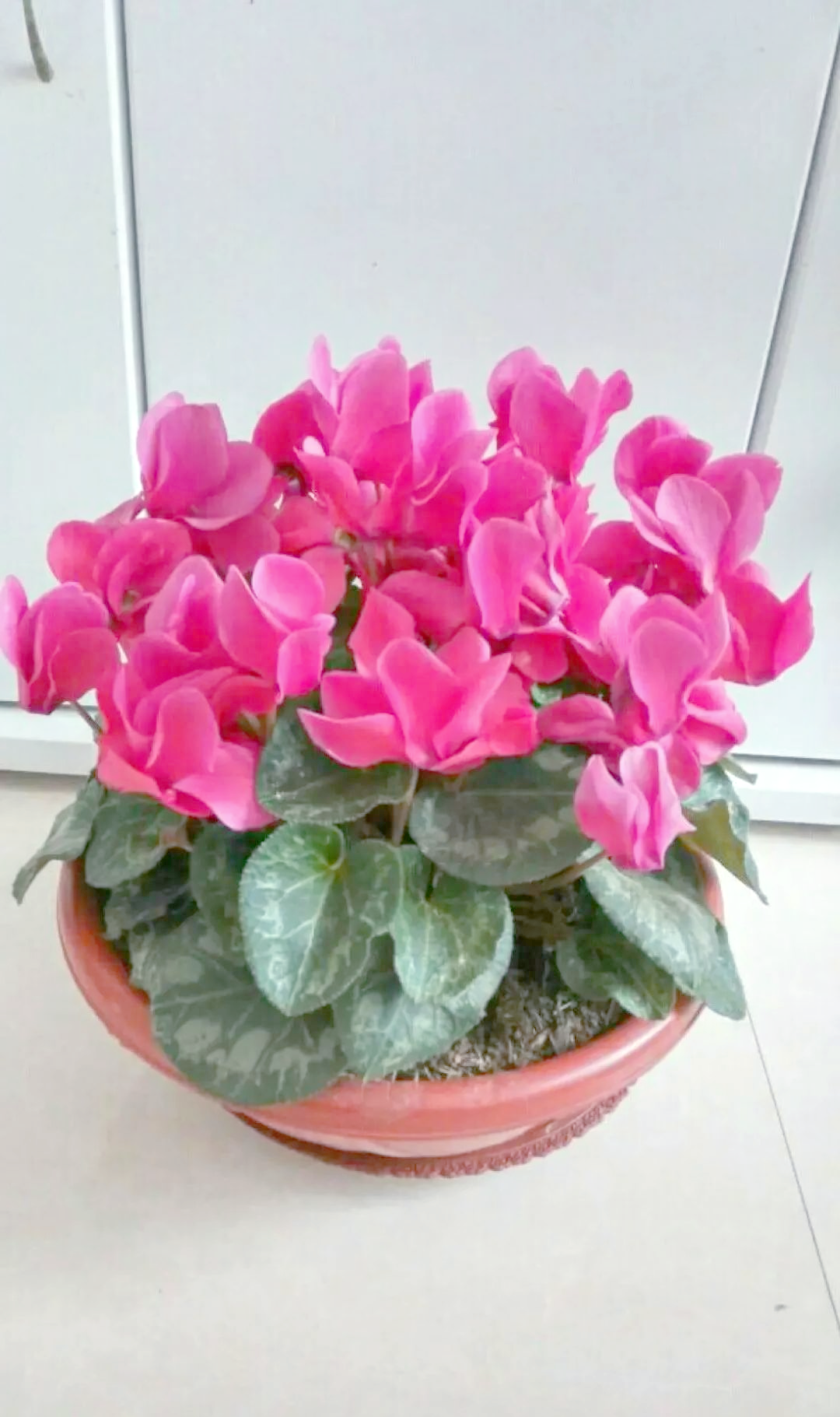 这些耐寒花卉,冬天也能绽放美丽,适合南北种植!