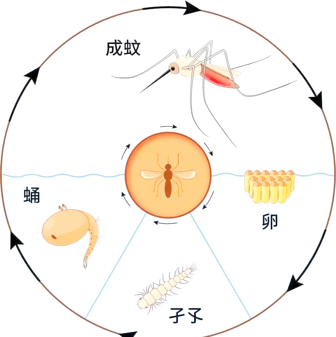 「卫生知识」蚊子繁殖的秘密:它们从何而来?