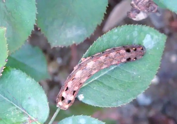 植物医生揭秘:斜纹夜蛾的暴食与防治方法