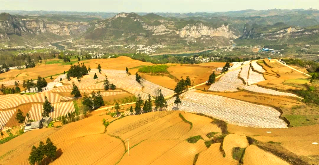 织金县马场镇烤烟种植基地春耕有序推进,多幅"春耕图"描绘田间地头新