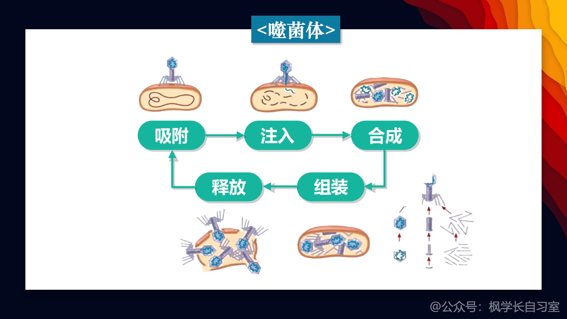 「枫学长 - 高中生物」:病毒