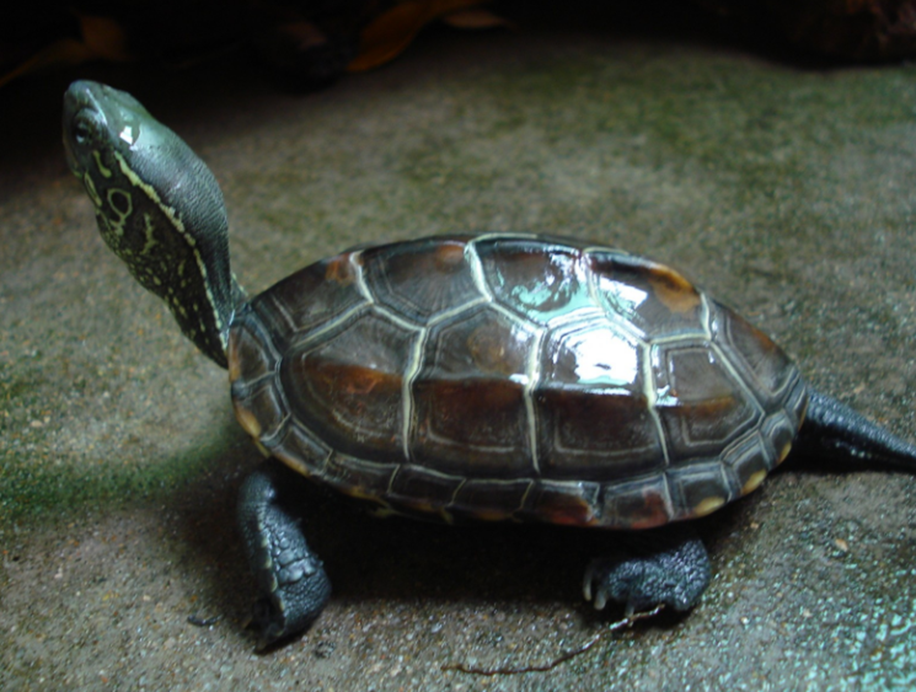 乌龟都有哪些品种?