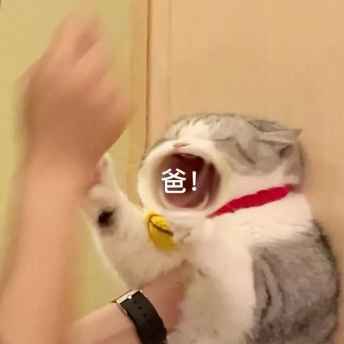 网红猫咪|拖地猫大头表情包 没钱了