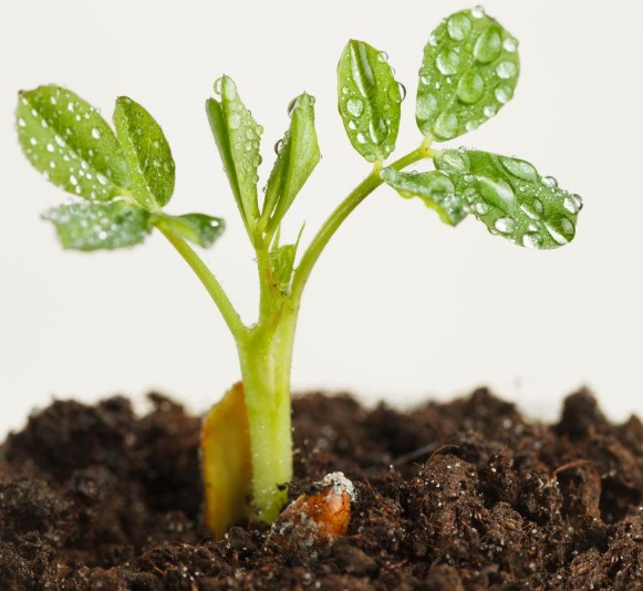 花生一般几天发芽出土