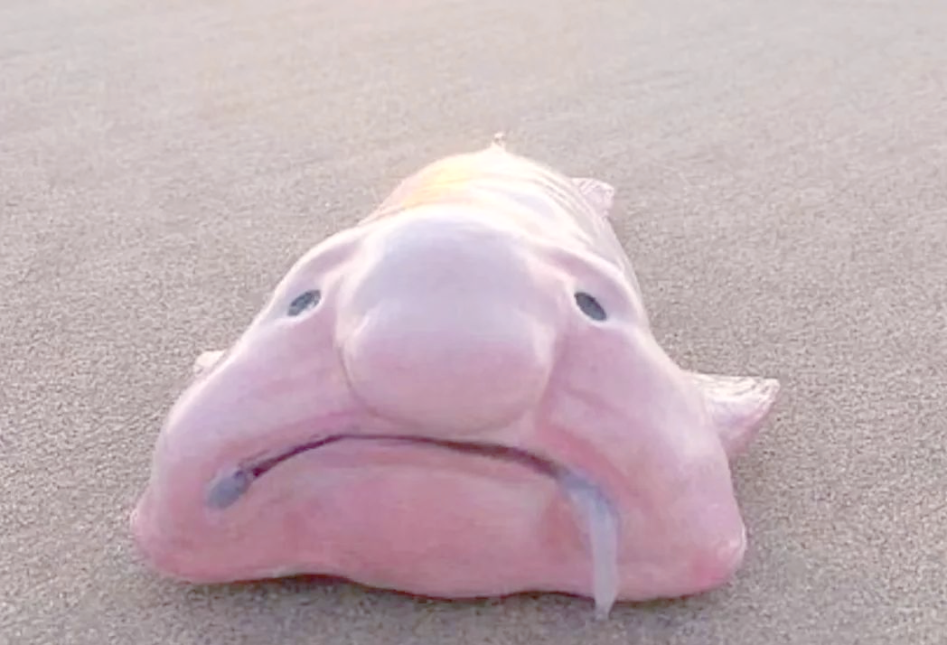 探索水滴鱼的独特之处