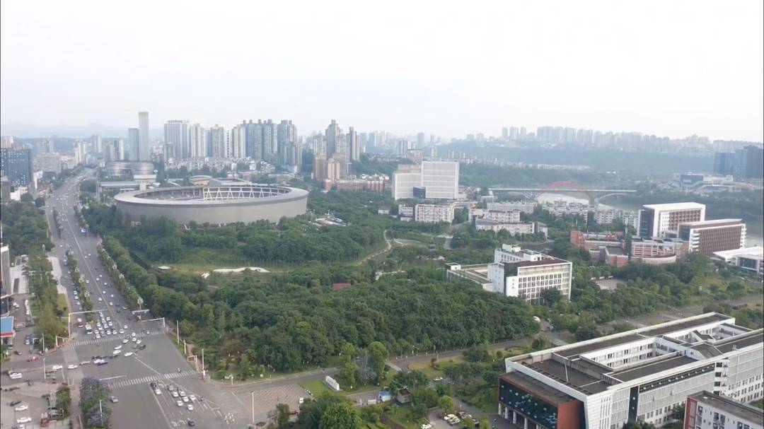 蓝花楹树苗图片