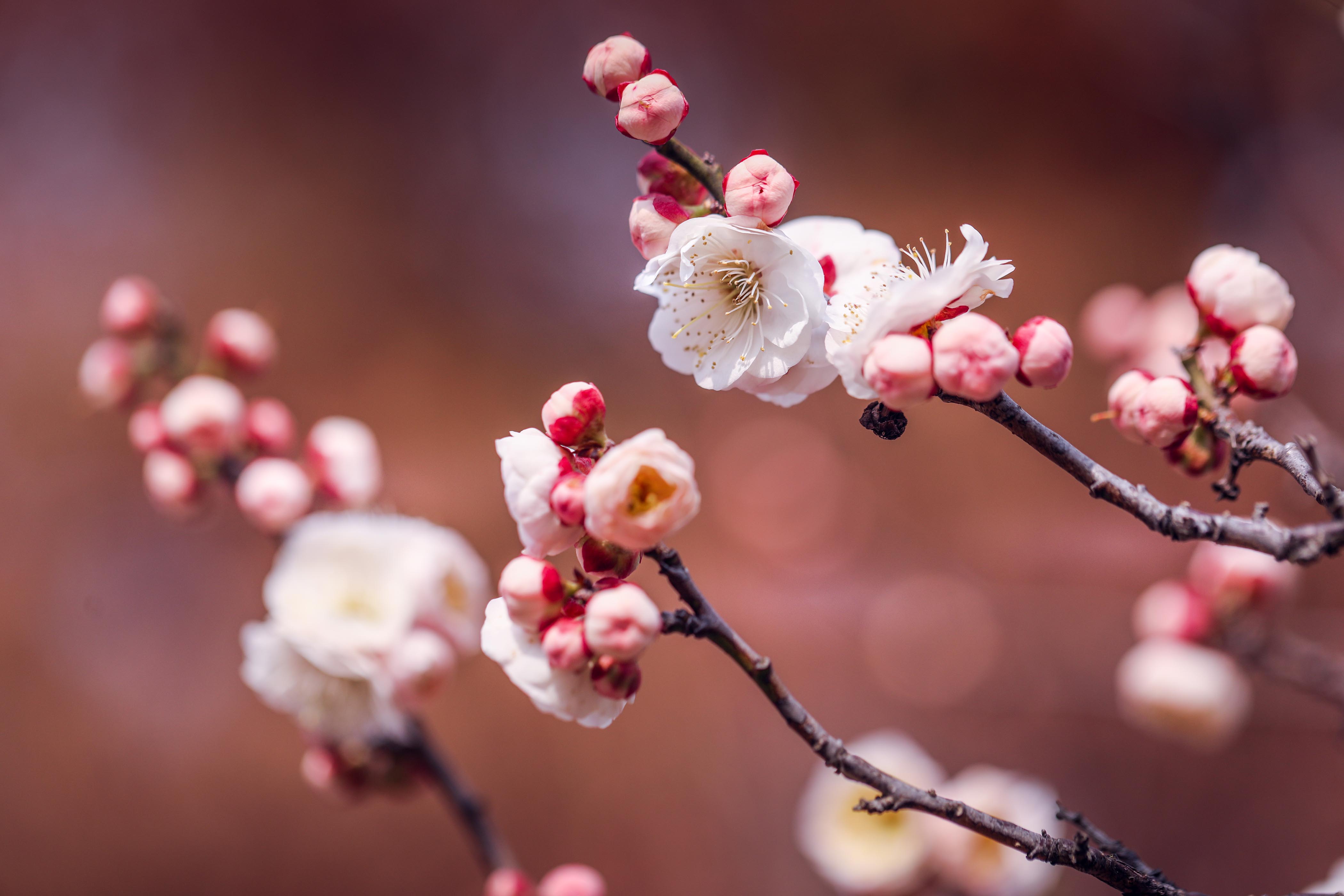 梅花朵图片大全大图图片