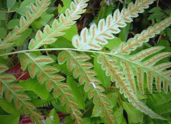 探索蕨类世界:孢子囊的多样形态